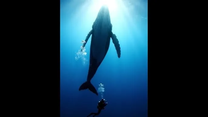 换个方式做吧未增删动画免费 - 深蓝星球：探索海洋深处的未知世界